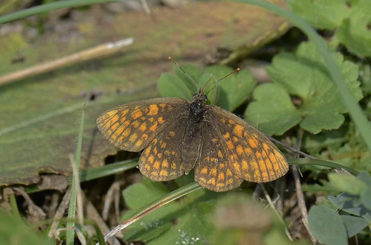 Melitaea da id.